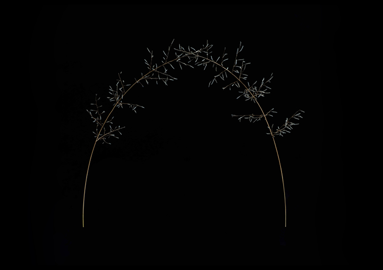 草の彫刻 Huali Guzheng 上海华黎古筝Ebony Wood 黑檀with shell inlay