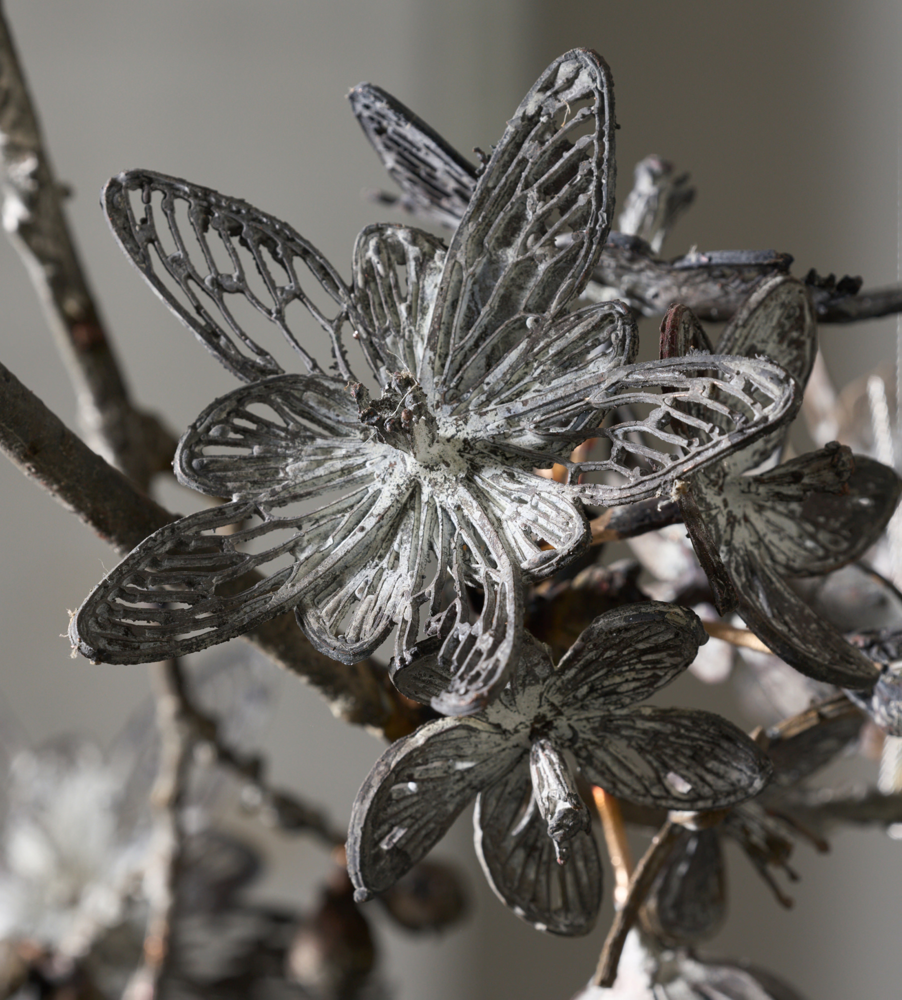 昆虫学者 夏の風物詩 夏の風物詩を楽しむ セミの観察 | アートと私のひとりごと