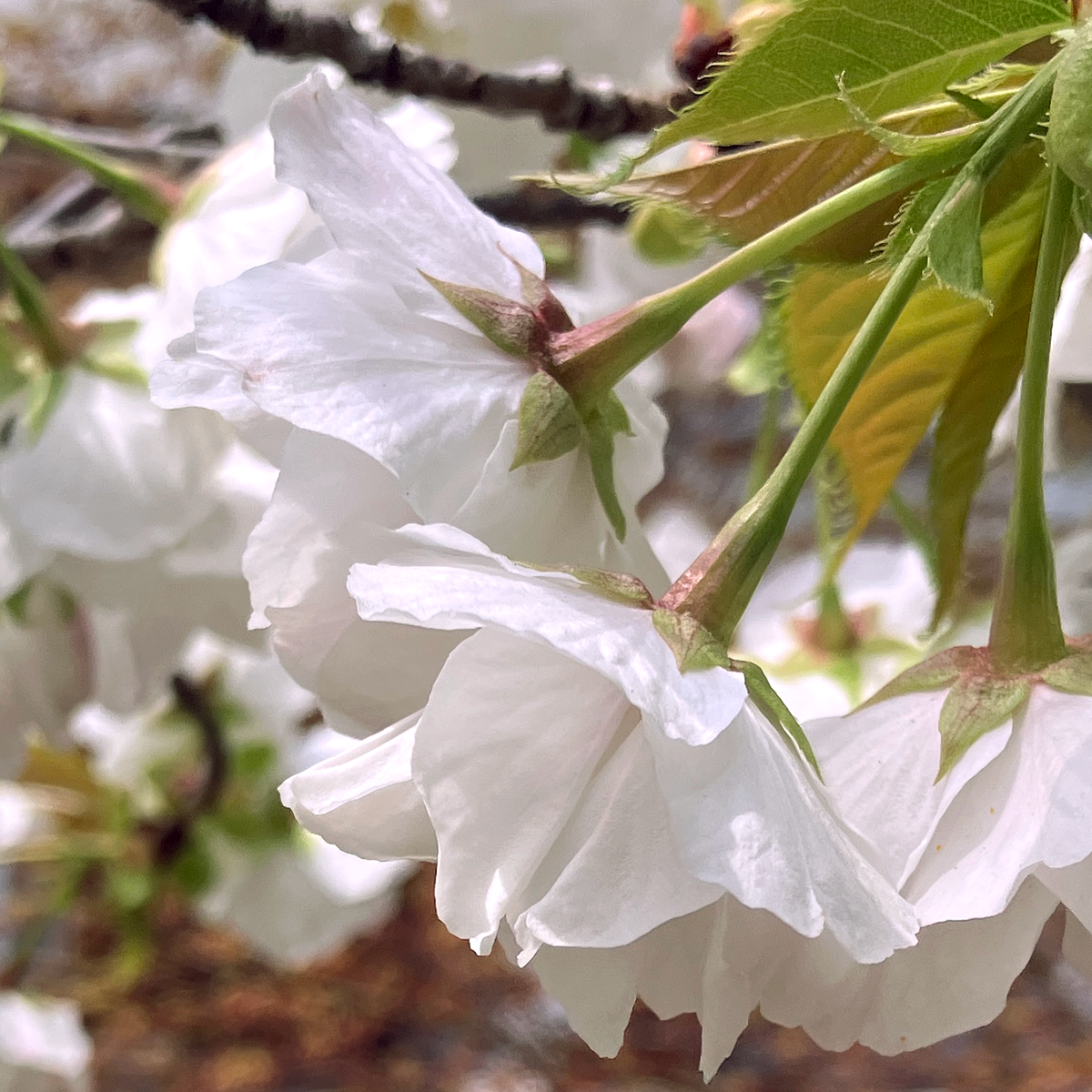 ”総合型選抜・学校推薦型選抜"/